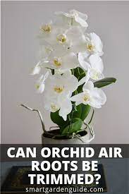 Pin On Flowers Growing Tips Tricks And Everything