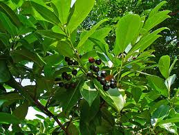 The fruit of the cherry laurel can easily be digested and is generally consumed fresh. File Prunus Laurocerasus 004 Jpg Wikimedia Commons