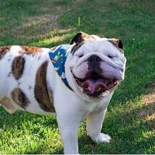 The Great British Bulldog On Instagram Let Us In On The Joke Barto Bbulldog To Feature Your Bulldog In 2020 British Bulldog Bulldog Pug Puppies Baby