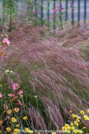 Pin On Great Plants For Socal Gardens