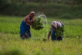 Did people become more careless and inattentive or does the grass now grow thicker. How Bangladesh Has Changed Dhaka Tribune