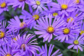 Aster Amellus King George Italian Asters Fall Perennials Blue And Purple Flowers Aster