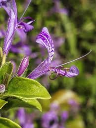 Image result for Hypoestes sp. aff. aristata B