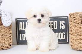 Please take a bath a maltipoo at least once a month in order to keep the coat soft and clean. Maltipoo Puppy For Sale In Naples Fl Adn 40670 On Puppyfinder Com Gender Female Age 9 Weeks Old Maltipoo Puppy Maltipoo Puppy For Sale Puppies For Sale