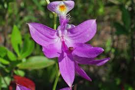 Image result for Elymandra