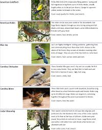 Backyard Birds The Woodlands Township Environmental Services