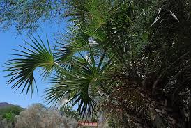 Image result for Hyphaene coriacea