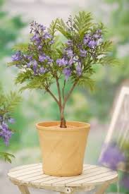 Image result for Jacaranda mimosifolia