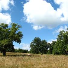 Categoria iv iucn (arie de management pentru habitat/specie). Pdf Preliminary Data On The Sylophagous Beetles Insecta Coleoptera From The Breite Ancient Oak Trees Nature Reserve Sighisoara Romania