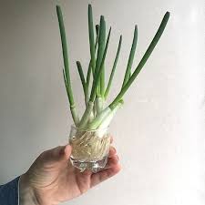 If you live in a cold climate with a late spring, you can start the seeds indoors about eight weeks before the last frost. How To Regrow Green Onions Indoors From Scraps Frugal Minimalist Kitchen