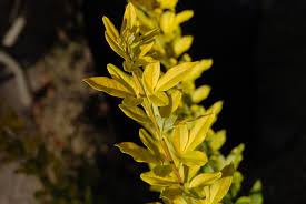 Image result for Jasminum meyeri-johannis