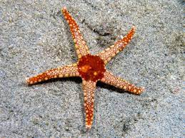 In addition, instructors can communicate directly with students regarding. Starfish Wikipedia