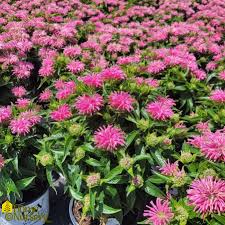 Image result for Monarda didyma
