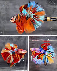 Image result for betta fish