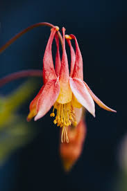 Columbine Flower Toxic Best Flower Wallpaper
