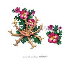 Image result for Harpagophytum