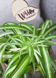 How often should you water spider plants? Wild Interiors How To Care For A Spider Plant Propagation Tips