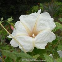 Image result for Ipomoea albivenia