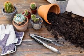 Check spelling or type a new query. How To Safely Transplant A Cactus