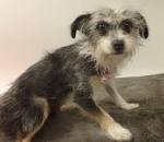 Thinking of Getting a Terrier Mix Dog as Your Pet? Then ...