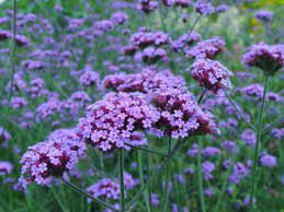 Now that the two started living. Plants Flowers Starting With Letters U And V Gardenseeker Co Uk