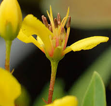 Image result for Tristellateia africana