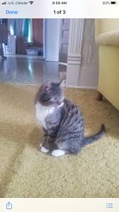 Maybe you would like to learn more about one of these? Safe Haven Animal Shelter Of Nw Iowa Home Facebook