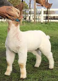 120 Show Goats Ideas Show Goats Goats Boer Goats