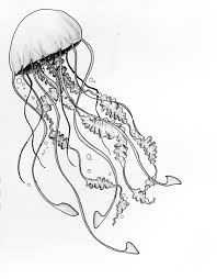 Moon Jellyfish By Hannah Kingsley Jellyfish Drawing Jellyfish Art Jellyfish Painting