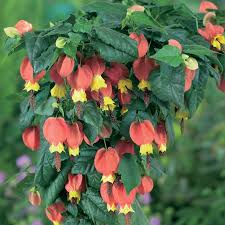 Maybe you would like to learn more about one of these? Chinese Lantern