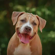 Hillsborough county, weare, nh id: National Pit Bull Awareness Day History And How To Celebrate