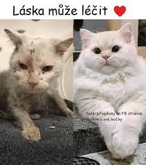 Kočičí mafie
