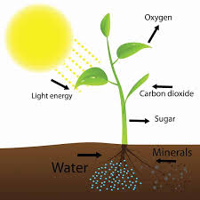 A because green plants need light to carry on photosynthesis c light stimulates plant cells on the lighted side to grow faster due to this, the plant to grow more on the shaded side and bend in the direction of the light. How Light Affects Plant Growth What You Need To Know Trees Com