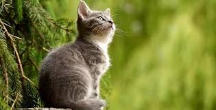 Arti mimpi lihat kucing tercebur. Arti Sebenarnya Mimpi Memukul Kucing Menurut Primbon Jawa