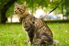 Life jackets company list , 47, in china, india, united states, turkey, pakistan, united kingdom, canada, australia, page2. How To Put On A Cat Harness