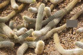 We hope you'll do some wondering of your own to find the answer to that, jimmyrock! The Cactus That Crawls Across The Desert Amusing Planet