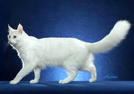 Learn more about this breed. Turkish Angora Breed