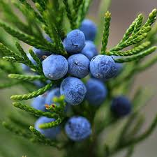 Gordon's gin is triple distilled to give it that discerning taste have you ever not. Gin Production At Risk From Juniper Crisis The Drinks Business