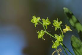 Image result for Angraecum sacciferum