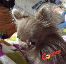 Gotcha Cute Chihuahua Puppy Pictures Chihuahua