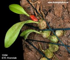 Image result for Stolzia compacta