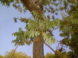 Image result for Ekebergia