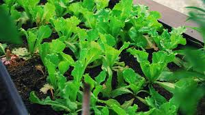 How and when to harvest lettuce. How To Grow Romaine Lettuce Fast Garden Season