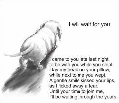 It takes us back to brighter years, to happier sunlit days and to precious moments that will be with us he'll bring his charms to gladden you and (should his stay be brief) you'll always have his memories as solace for your grief. Pin By Patricia M Risdal On Sabrina Marie Dog Poems Dog Quotes Pet Loss Grief