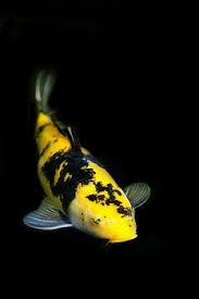 Yellow And Black Koi By Rebecca Cozart In 2020 Black Koi Fish Koi Carp Fish Koi