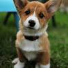 Here is the list of the most popular dogs with long ears. 3