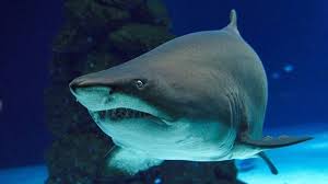 Ein Gewaltiges Meerestier Hai Haifisch Meereszentrum Meereszentrumfehmarn Fehmarn Shark Aquarium Haiwelten Sandtiger Animals Pets Fish Pet