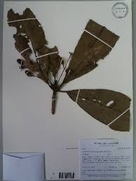 Image result for Cryptocarya transvaalensis