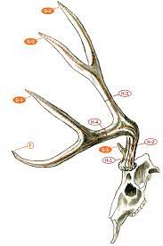 Photo guide to scoring mule deer muley freak. Measuring And Scoring Mule And Blacktail Deer B C Club Official Guide Pro Insight