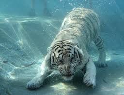 How Amazing Would It Be To See This In Person Goosebumps Les Chats Sauvages Animales Animaux Albinos